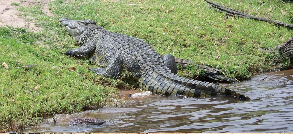 crocodile.png